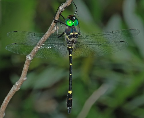 Male (posed)
14 June 2006  TN